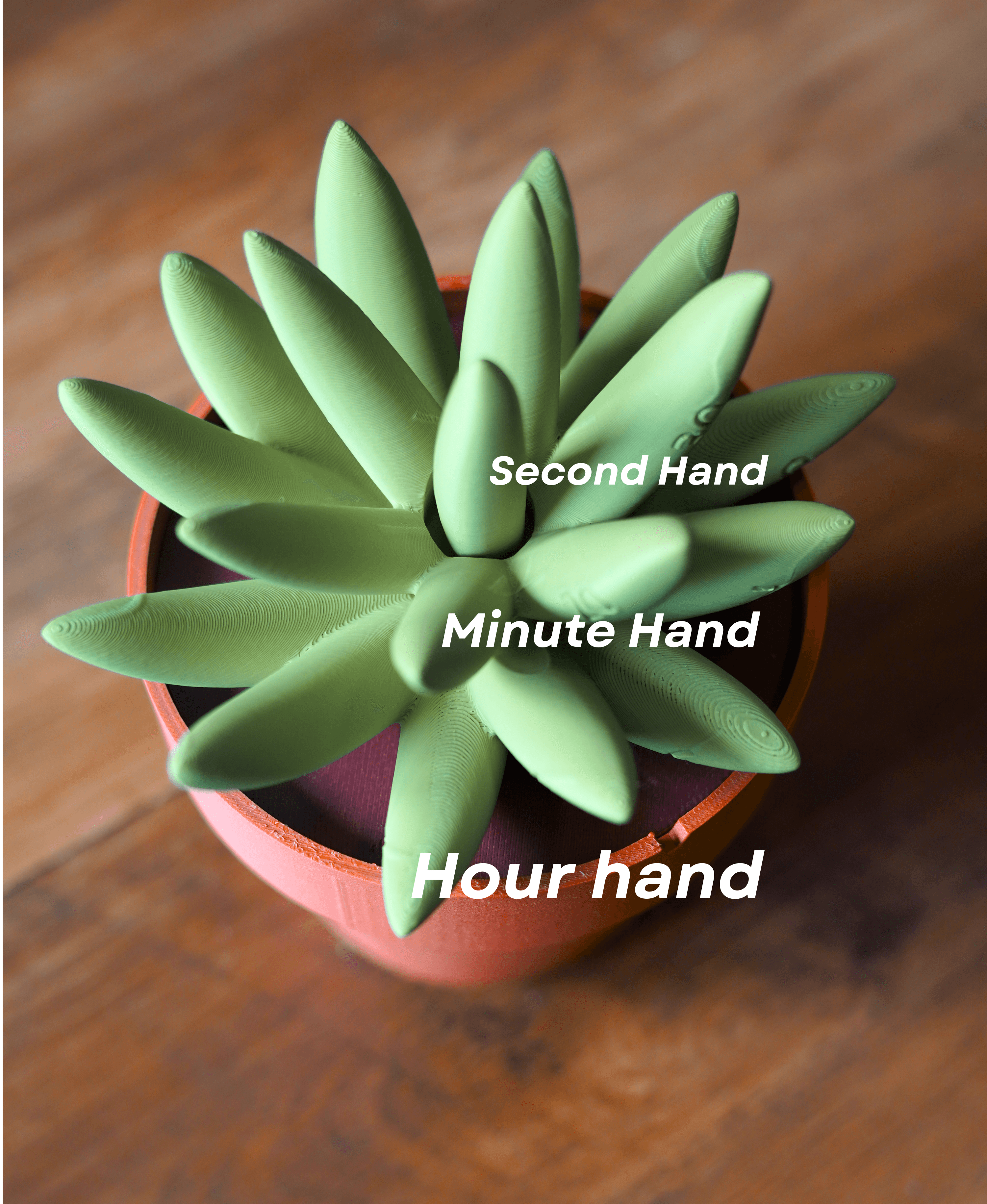 Succulent Clock 3d model