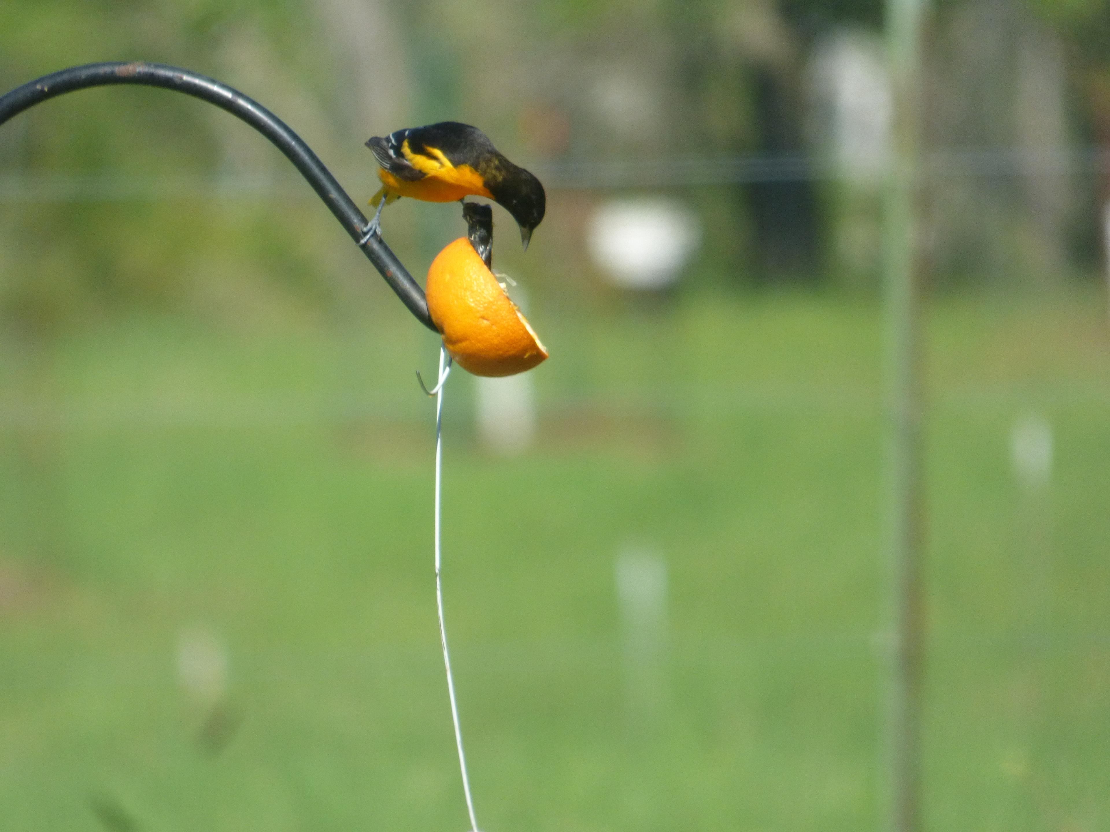 Oriole jelly feeder 3d model