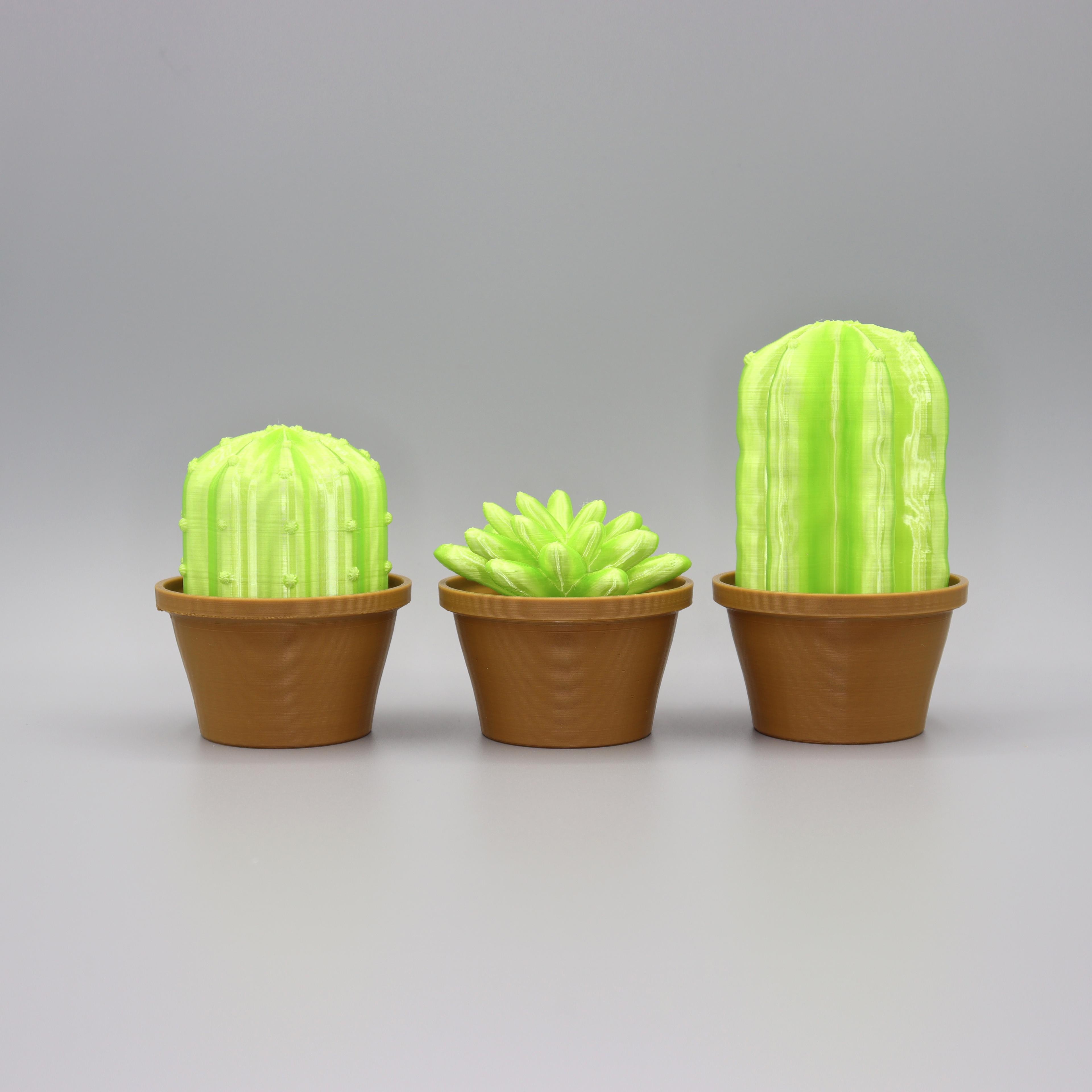 Cacti Decor 3d model