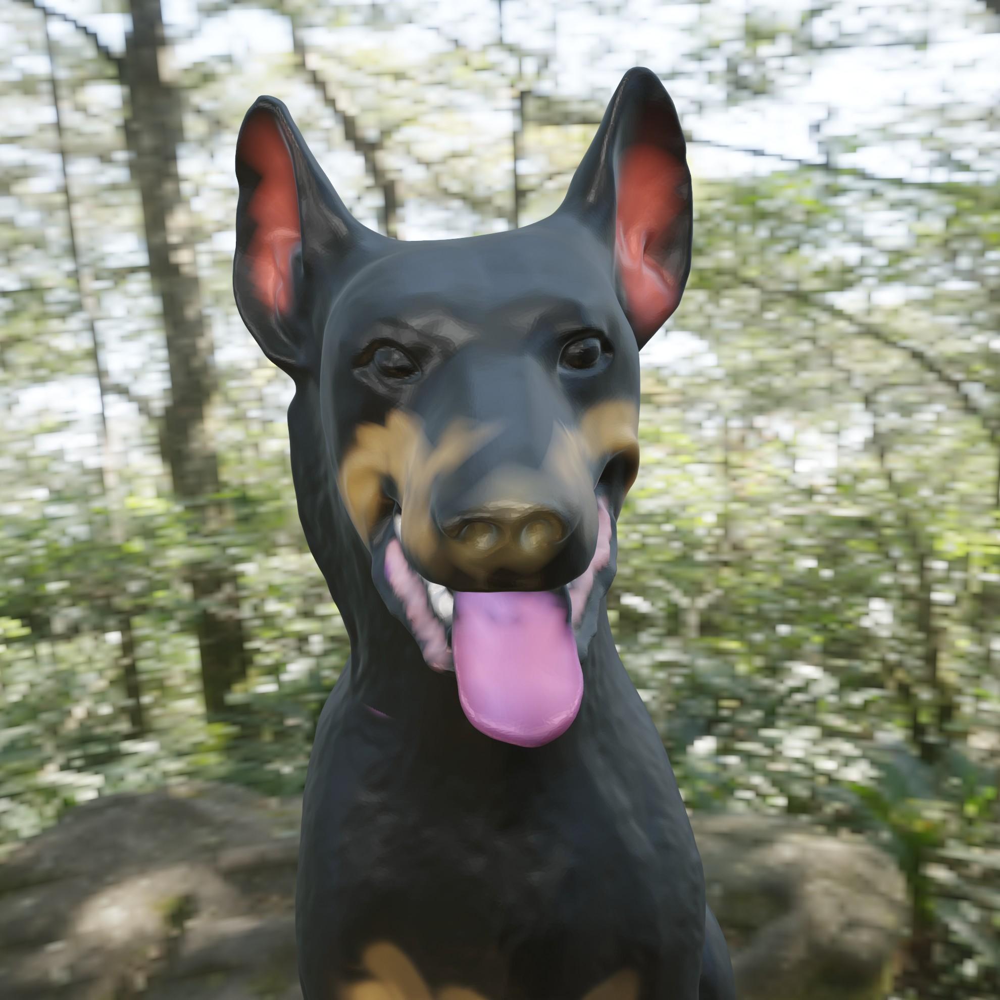 beauceron 3d model