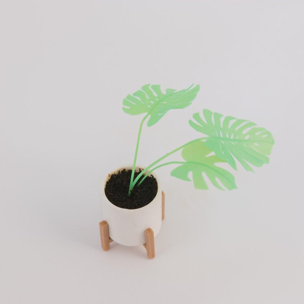 Mini Monstera & Planter 3d model