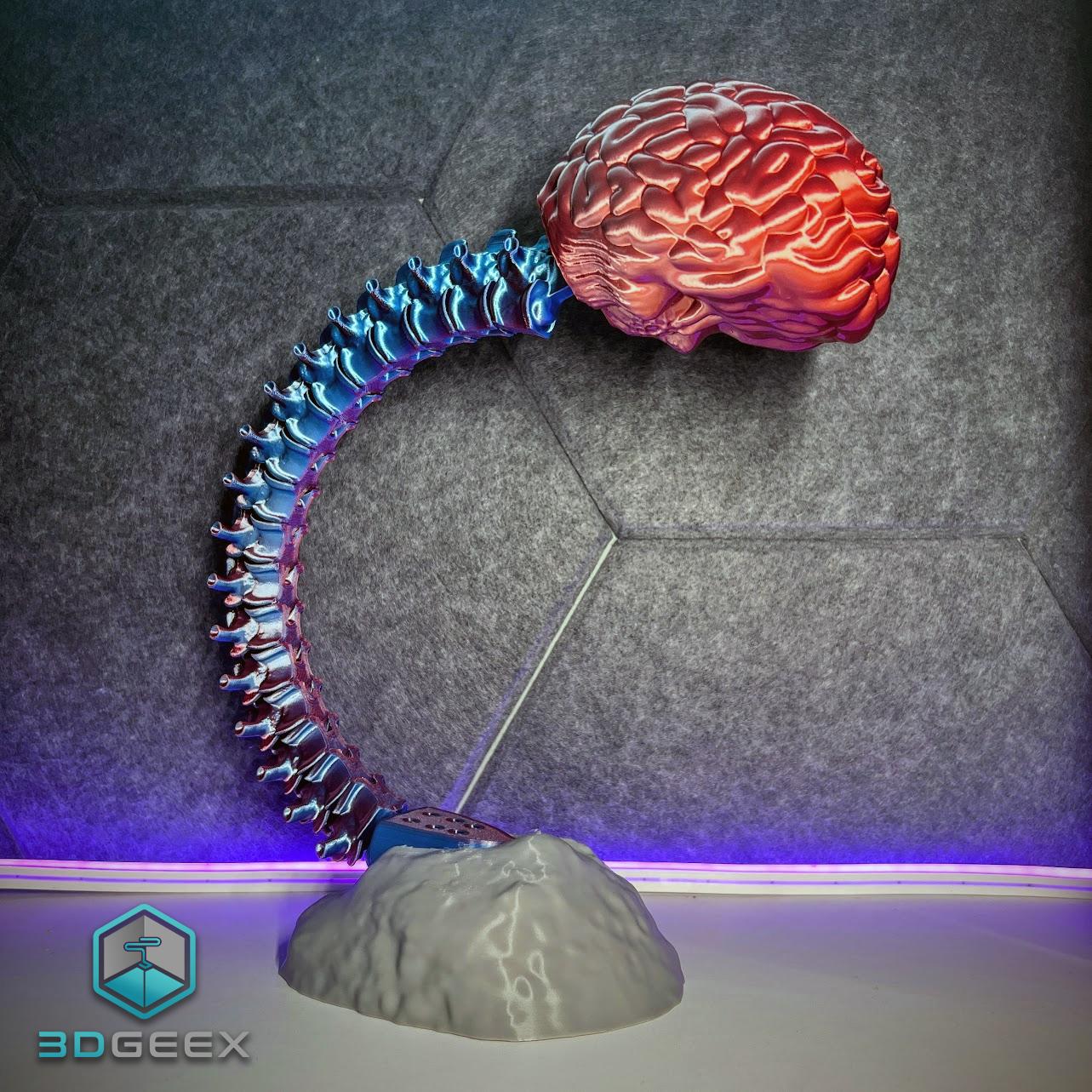 Articulated Spine-Brain 3d model