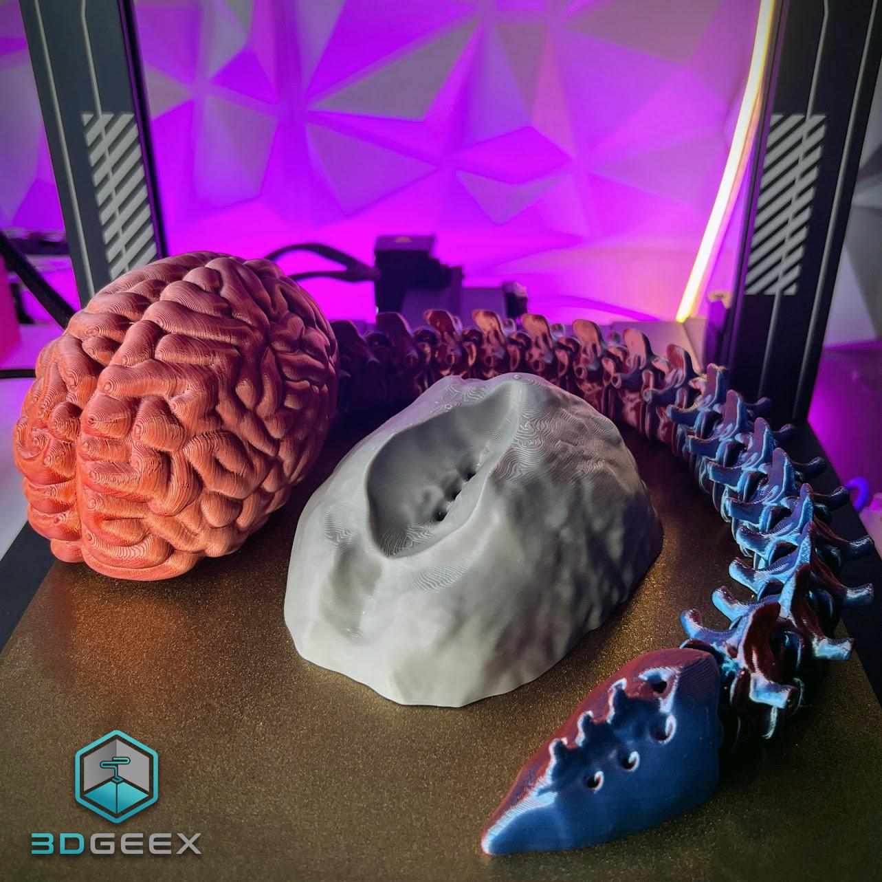 Articulated Spine-Brain 3d model