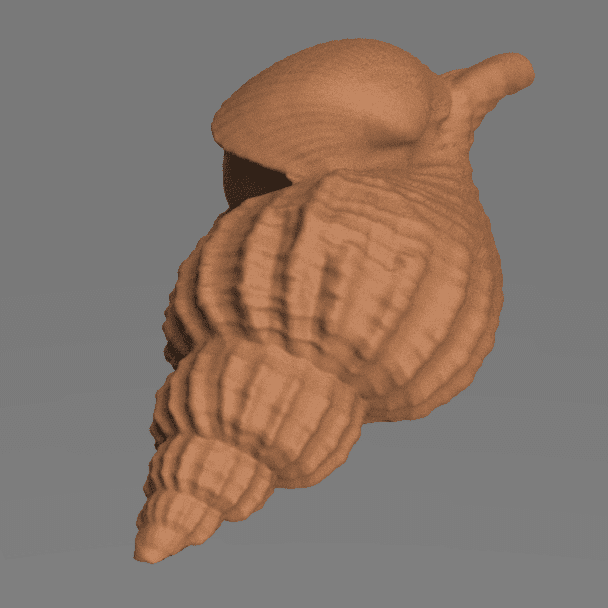 whelk bulot 3d model