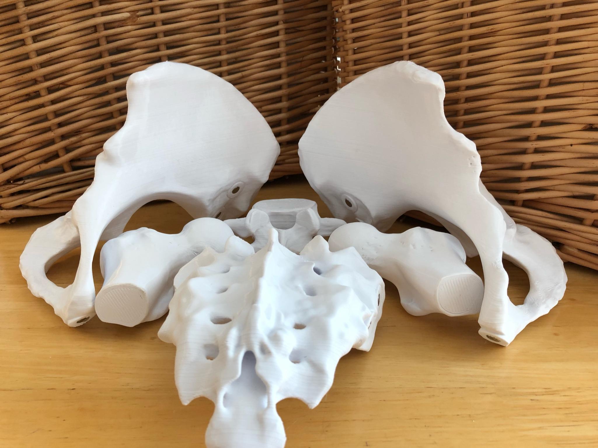 6-Piece Magnetic Female Pelvis Model 3d model