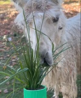 Wall Mounted Planter  - Llama-approved! - 3d model