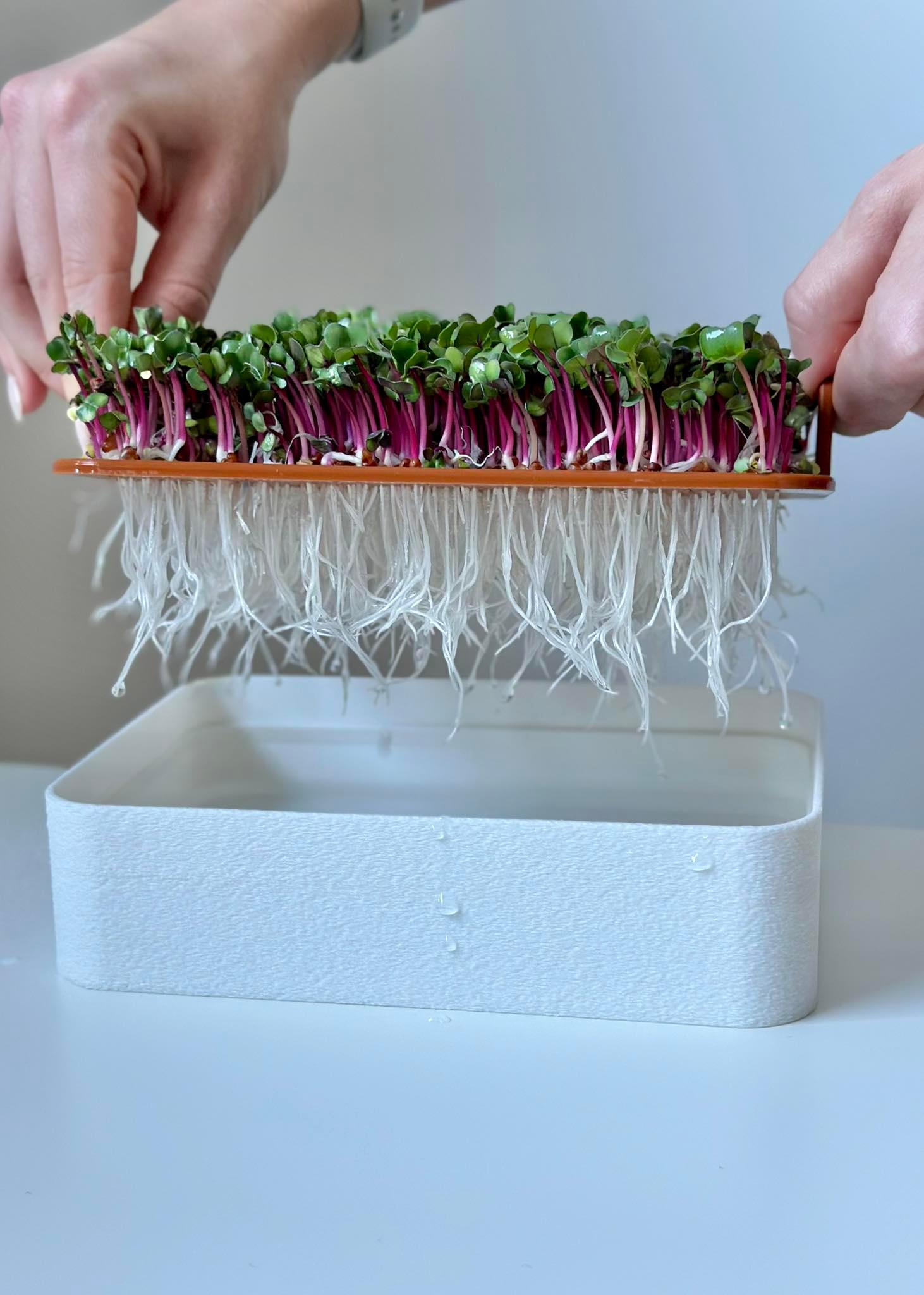 Microgreens hydroponic tray 3d model