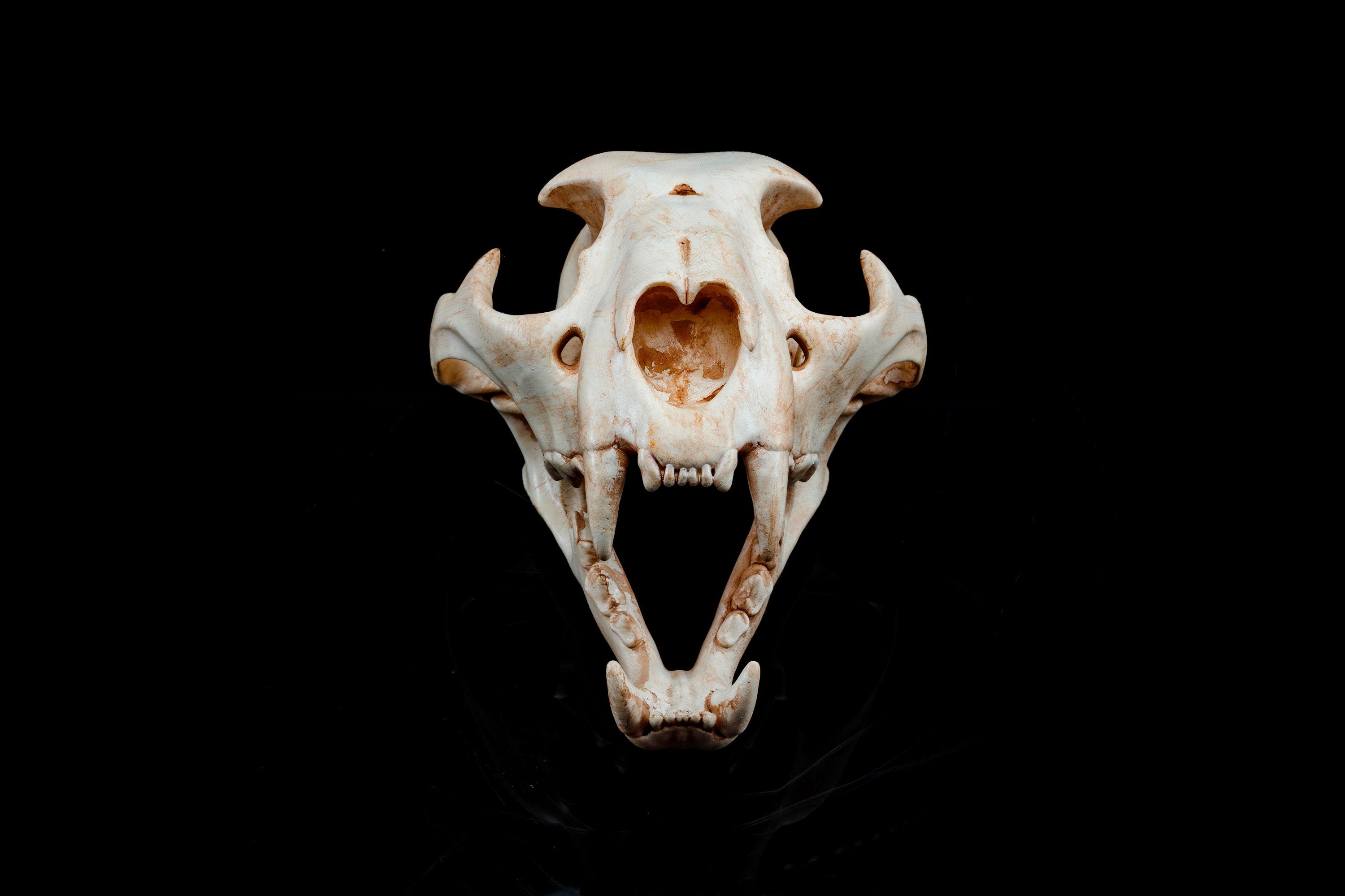 Panther Skull (Pre Supported) 3d model