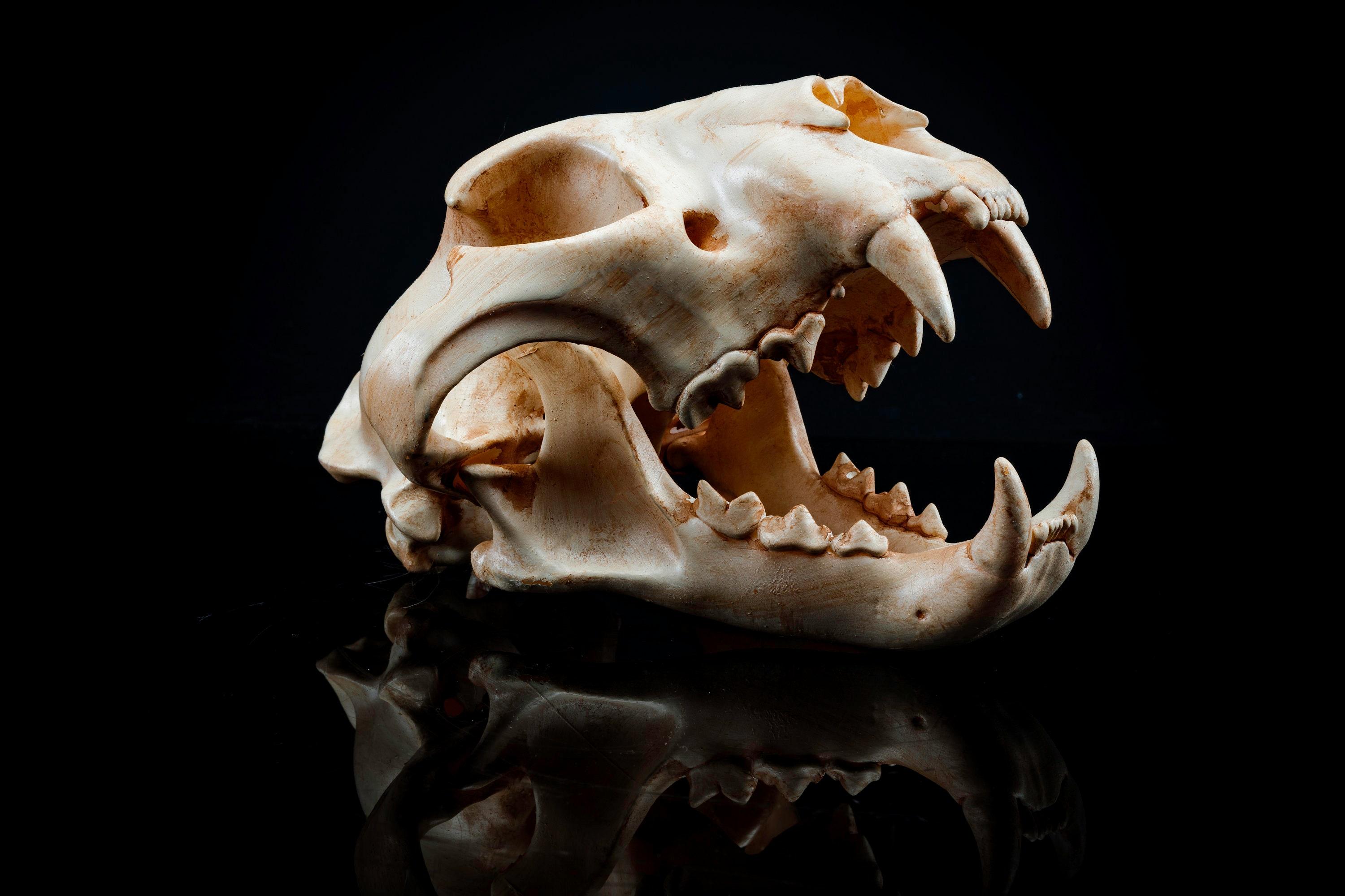 Panther Skull (Pre Supported) 3d model