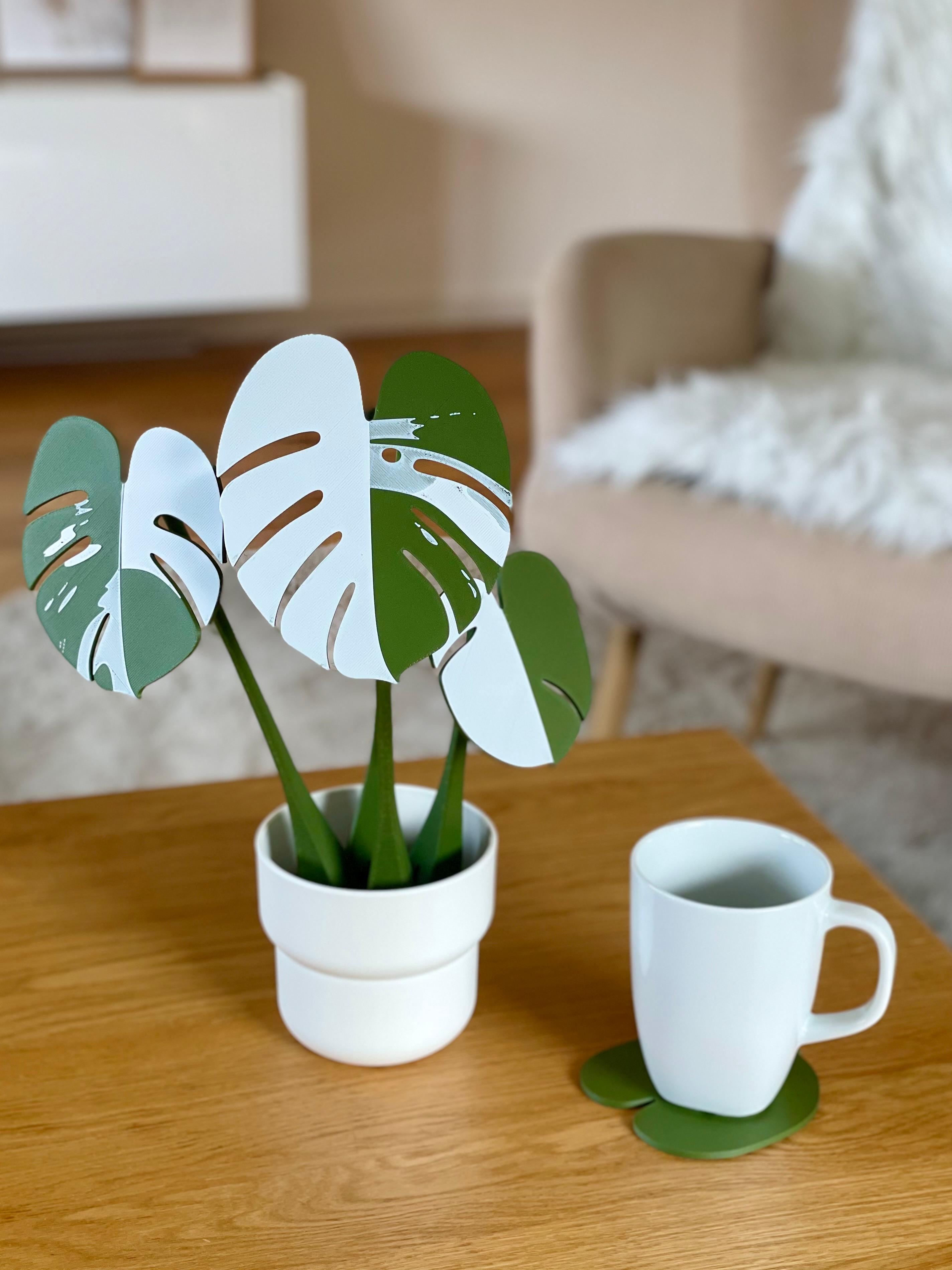 Monstera Coaster Set - I think this Albo Monstera came out really nice :) - 3d model