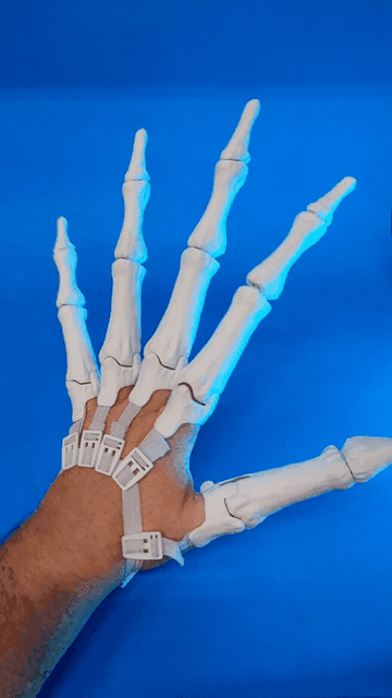 Articulated Skeleton Hands 3d model