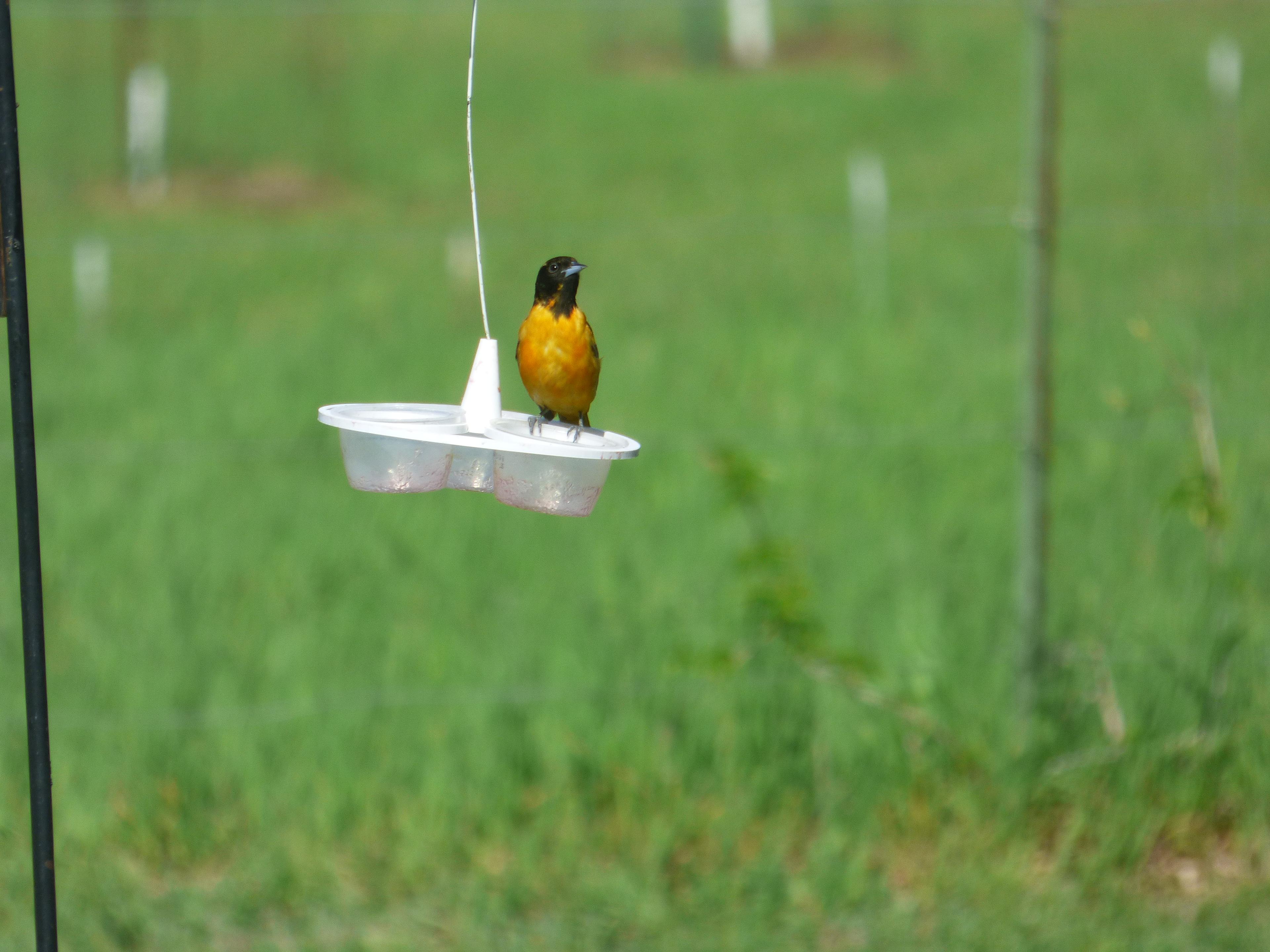 Oriole jelly feeder 3d model