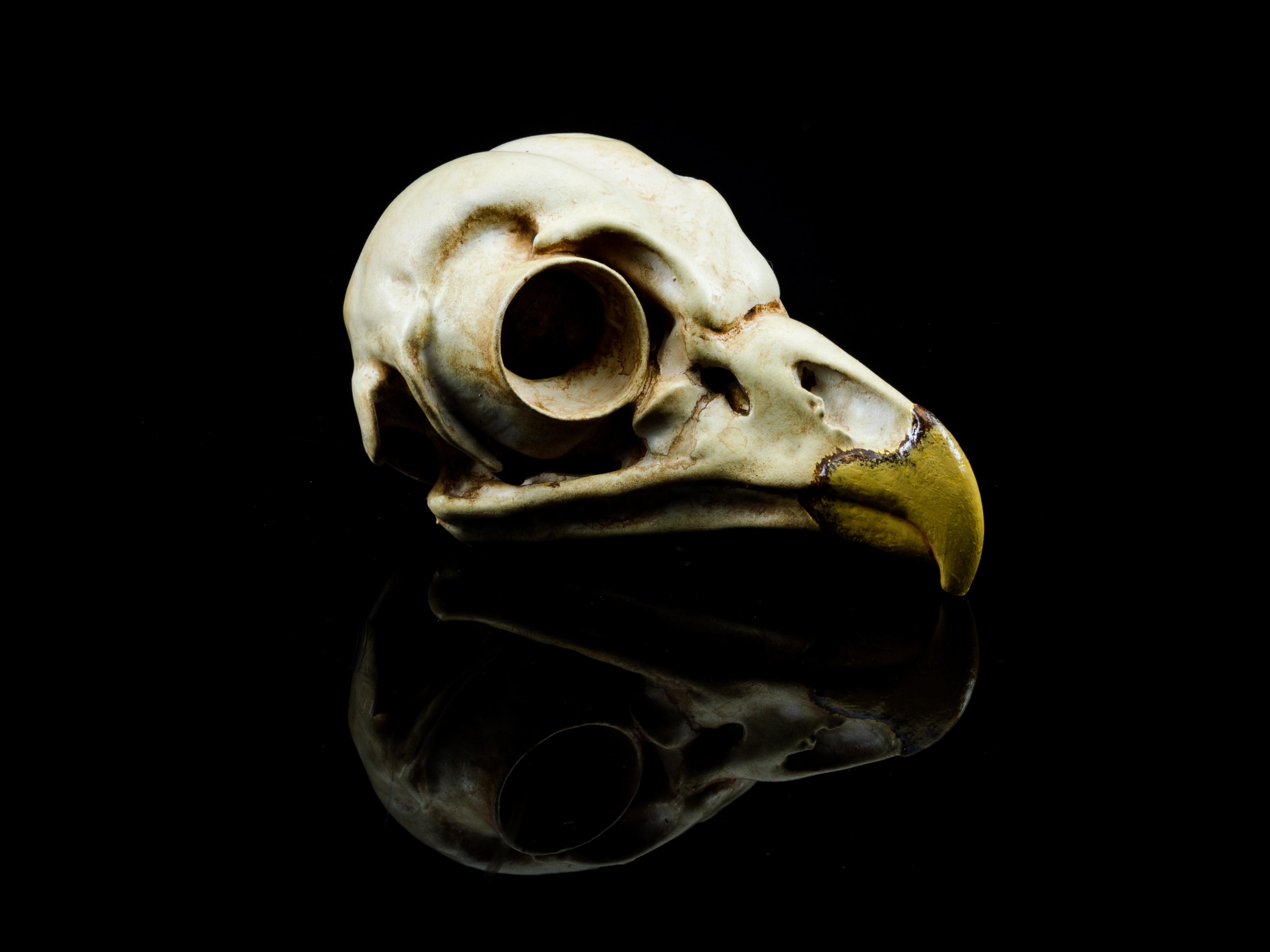 Barred Owl Skull (Pre Supported) 3d model