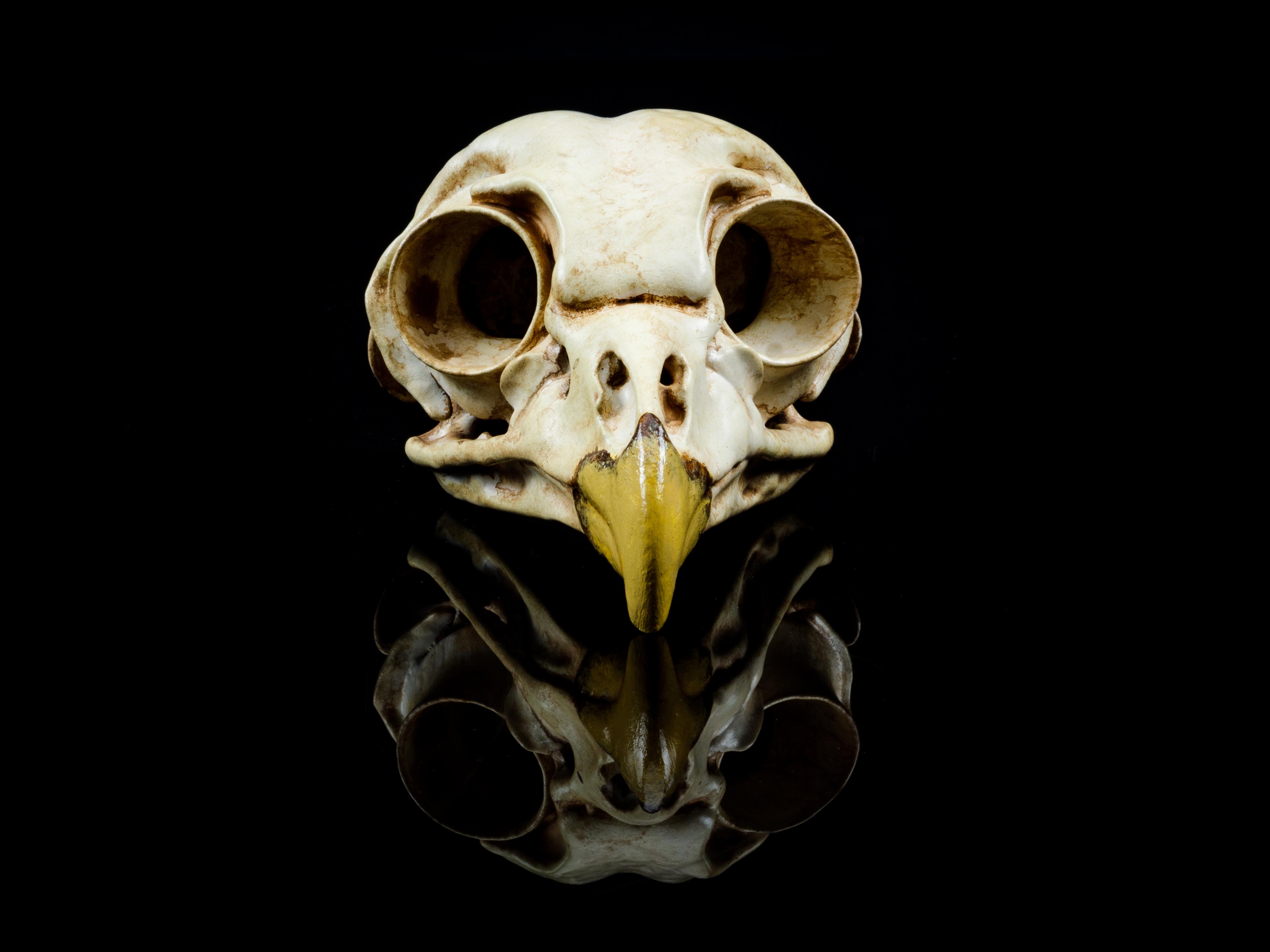 Barred Owl Skull (Pre Supported) 3d model