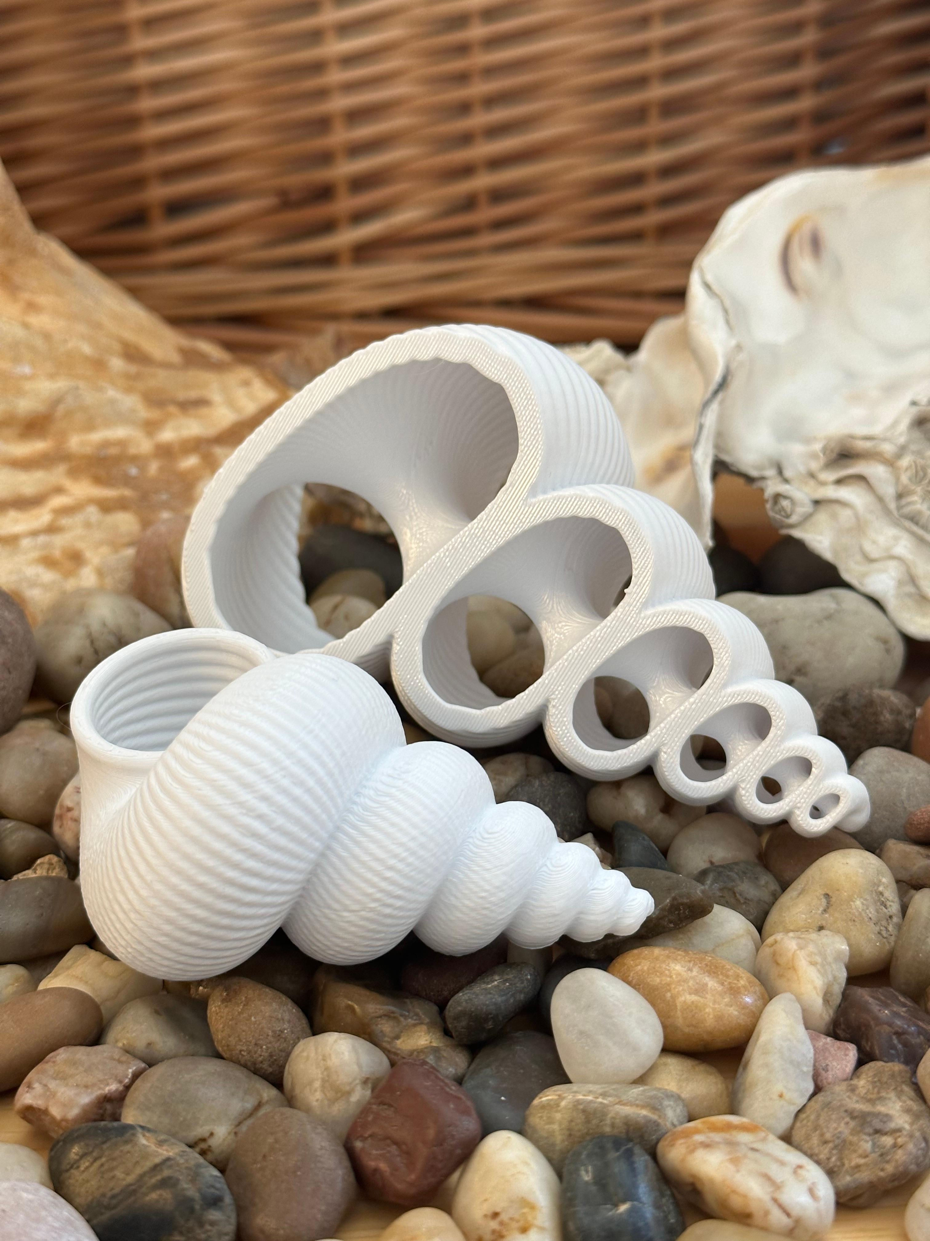 Plain Seashell for Remixing 3d model