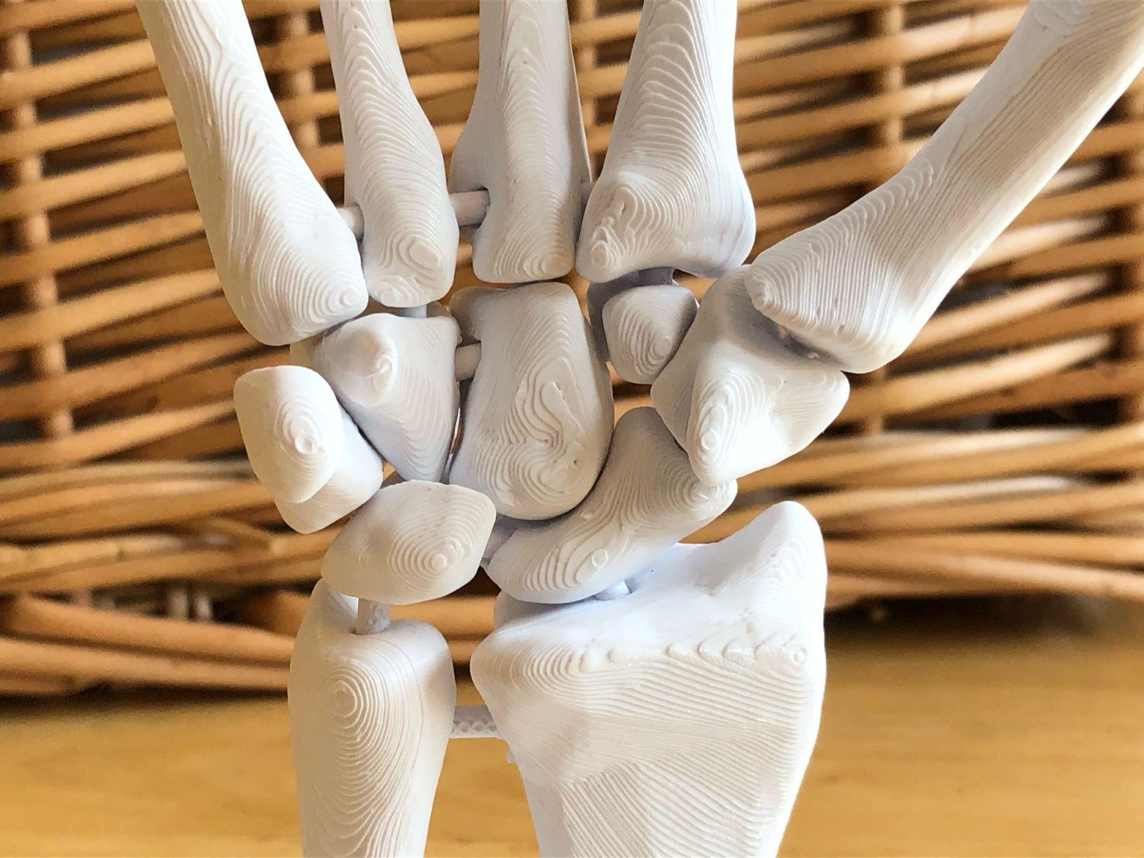 Full Size Anatomically Correct Human Hand Model 3d model