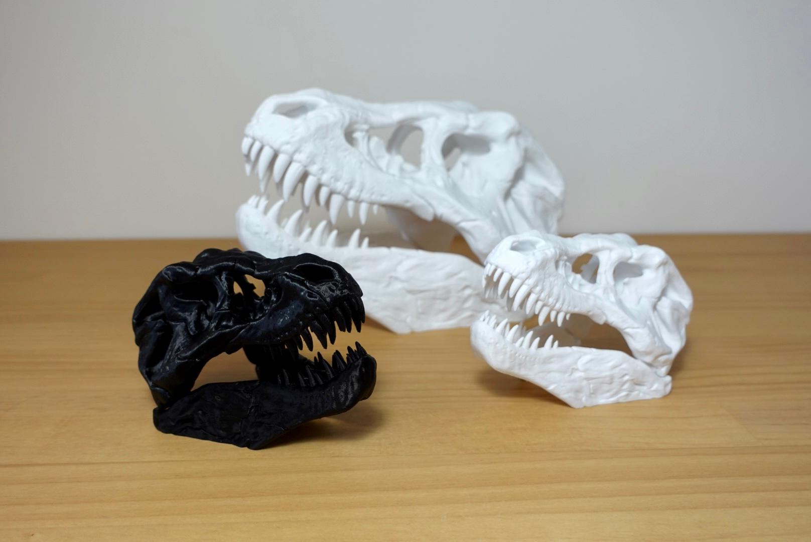 T-Rex Skull (MysticMesh3D) 3d model