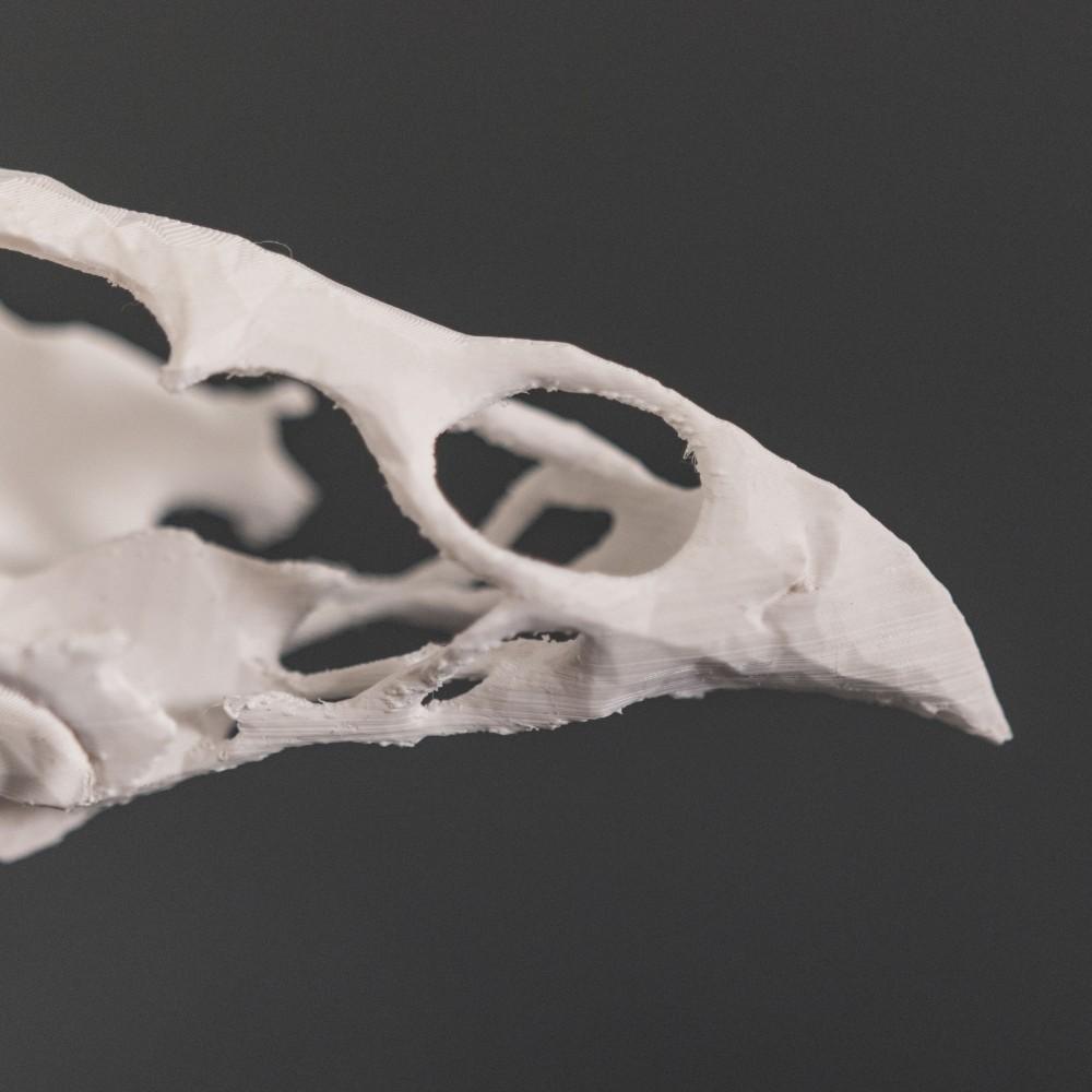 Bird Skull 3d model