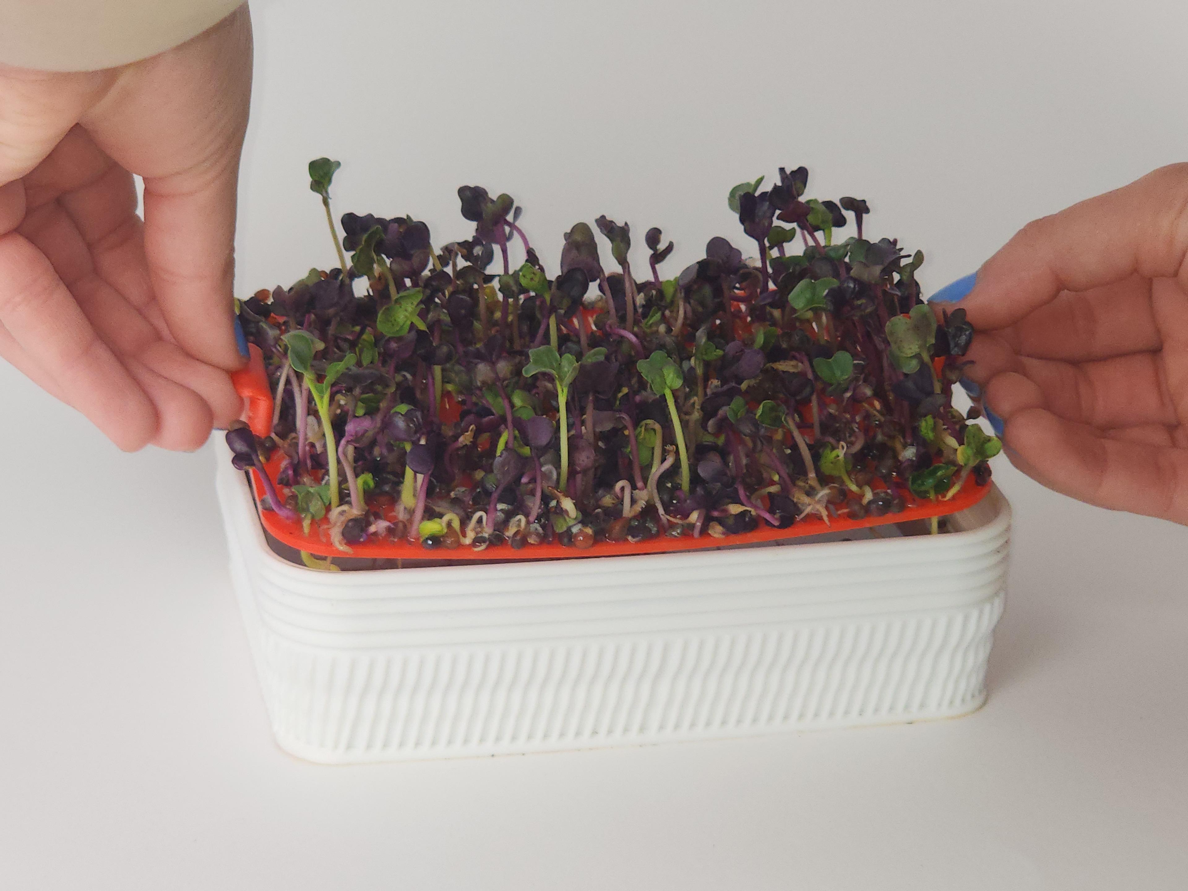 Hydroponic Tray 3d model