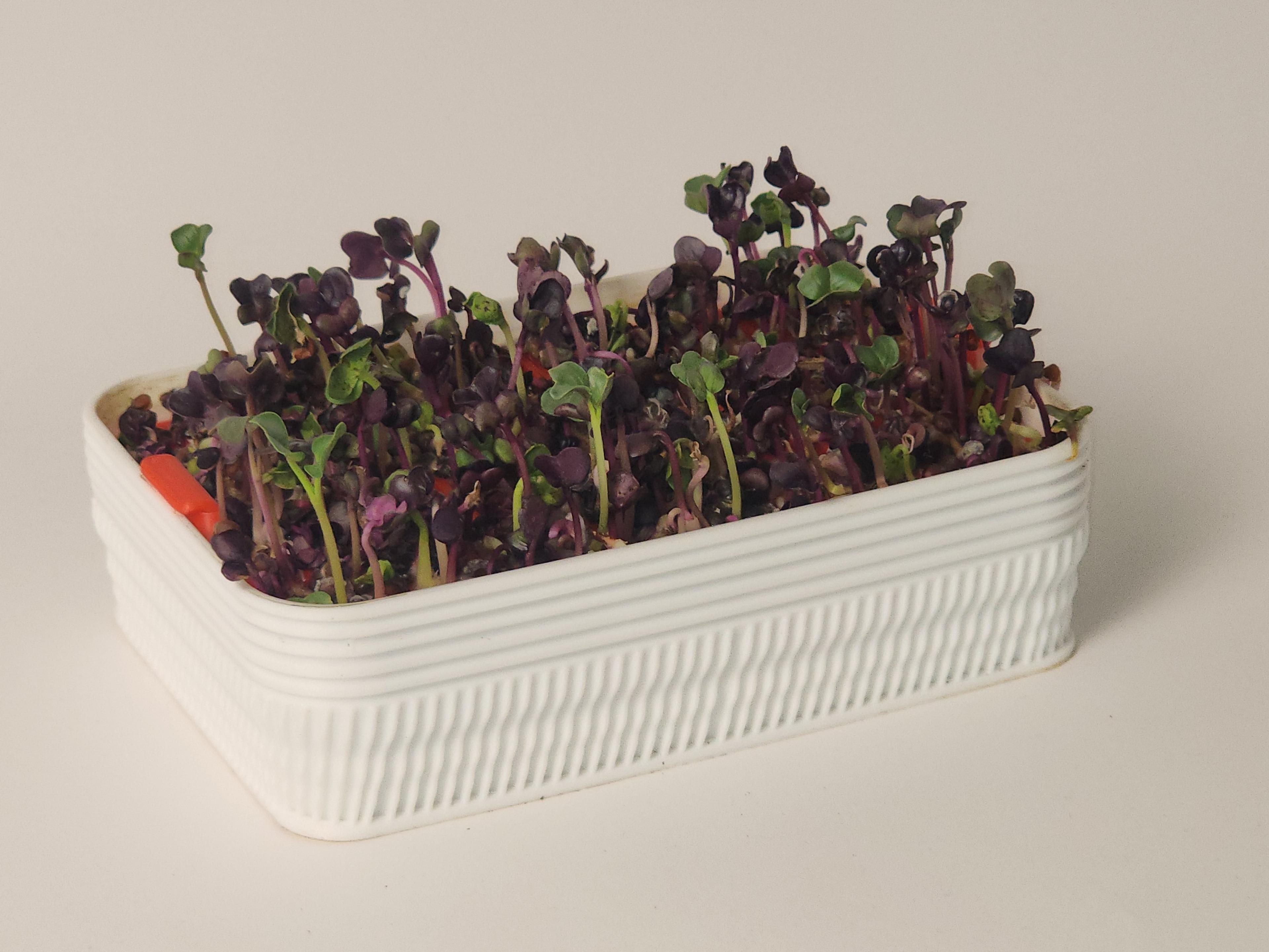 Hydroponic Tray 3d model