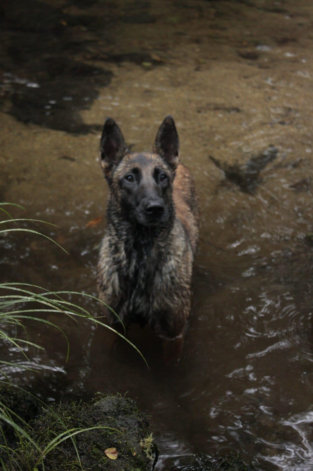 Malinois dog wallart 3d model