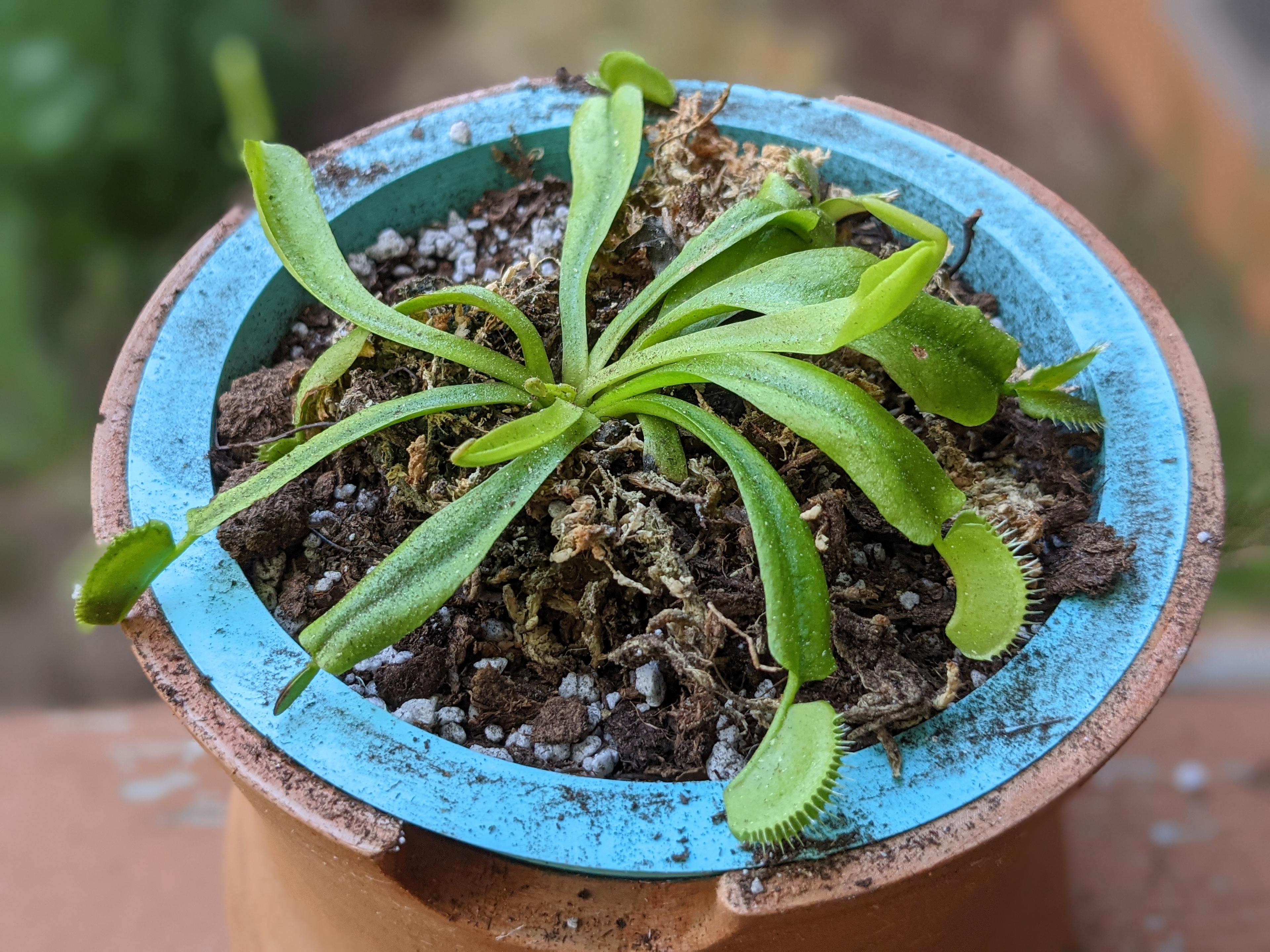 Venus Fly Trap Planter 3d model