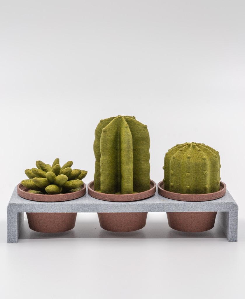 Cacti Decor 3d model