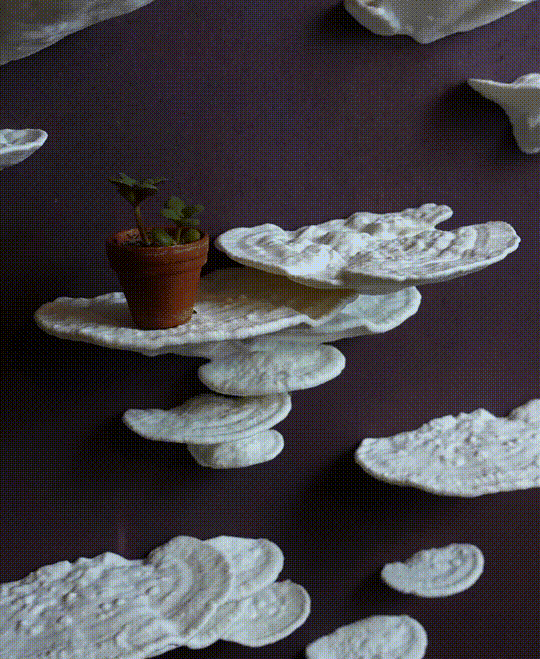 Mushroom shelf “Trametes Pubescens” 3d model