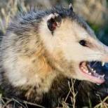 timid_possum