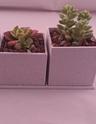 succulent pots