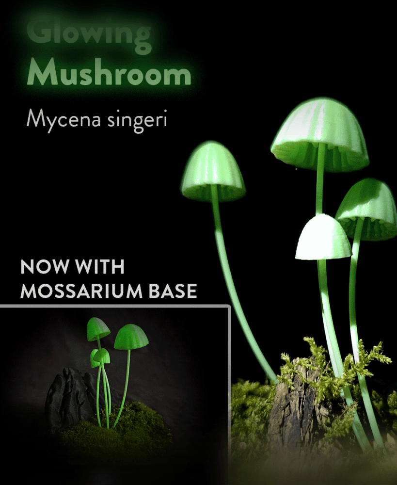 Bioluminescent Mushrooms - Mycenia Singeri 3d model