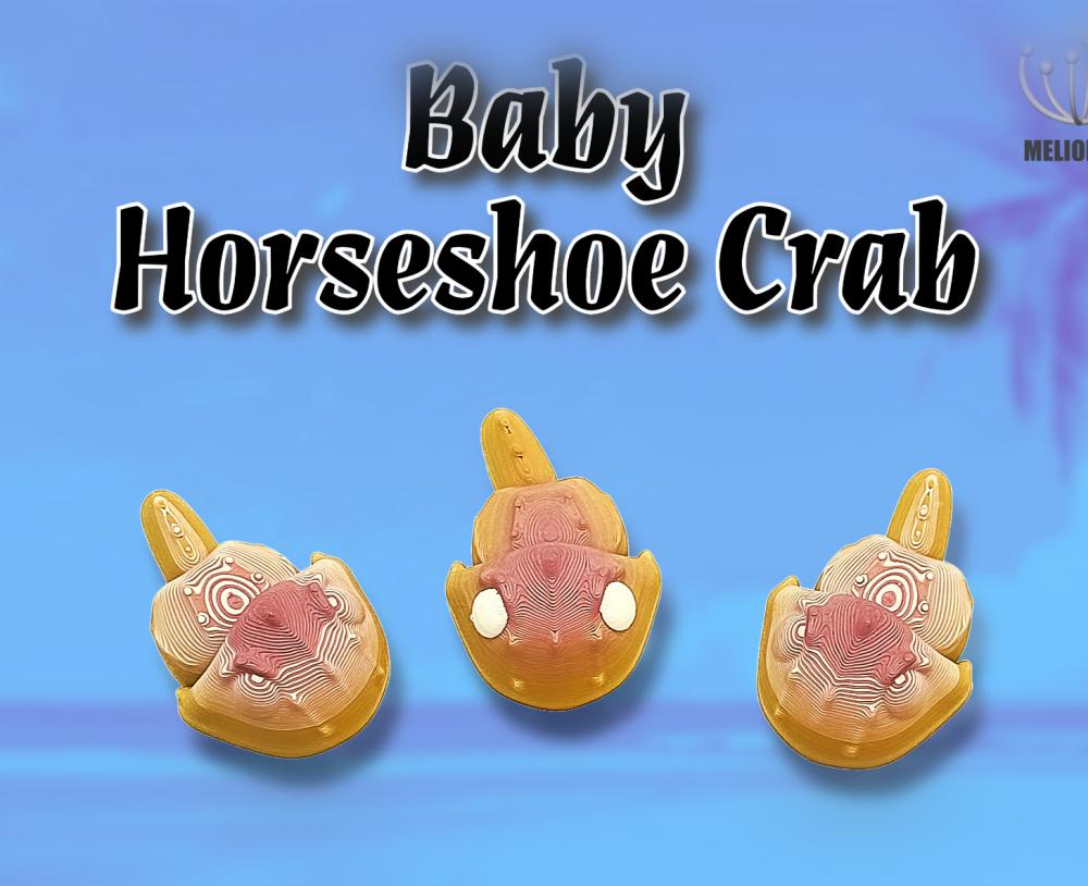 M3D - Baby Horseshoe Crab 3d model