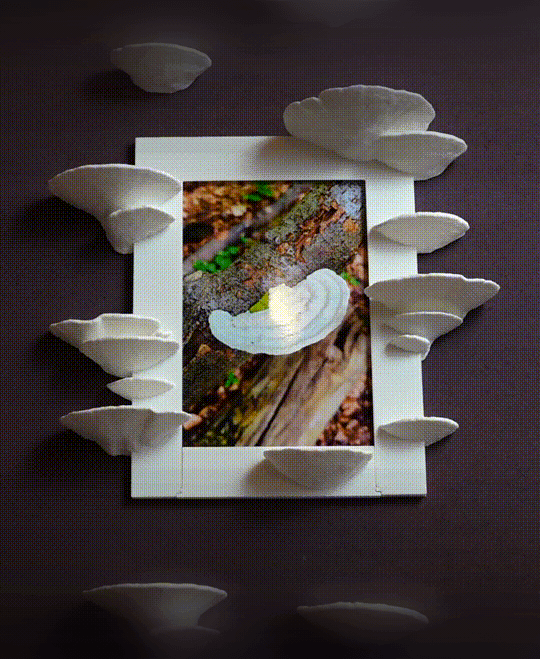 Mushroom picture frame “Trametes Pubescens” 3d model