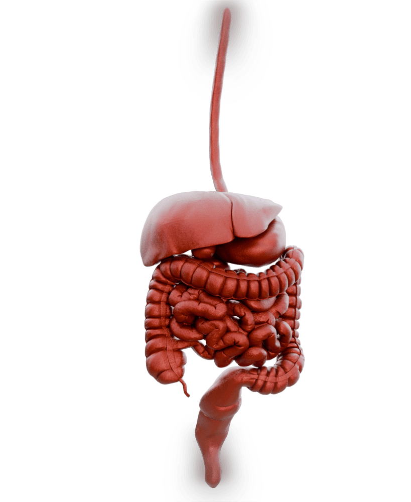 Digestive System Anatomy Model 3d model