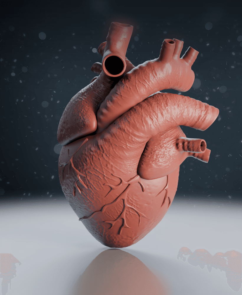 Human Heart Anatomy Model 3d model