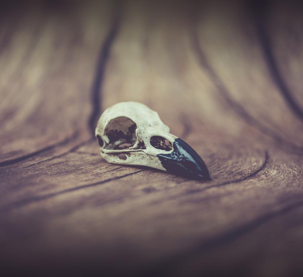 Raven Skull (Pre Supported) 3d model