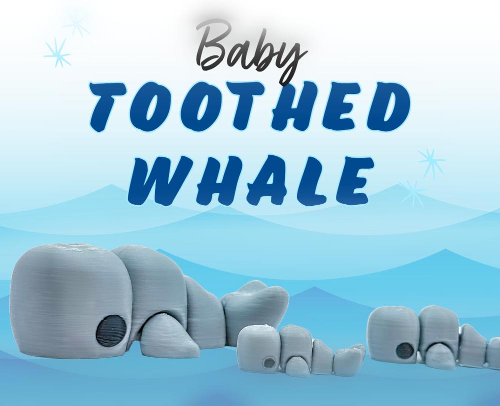 M3D - Baby Toothed Whale 3d model