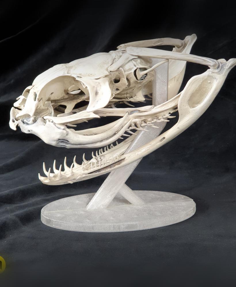 Gaboon Viper Snake Skull (Bitis gabonica) 3d model