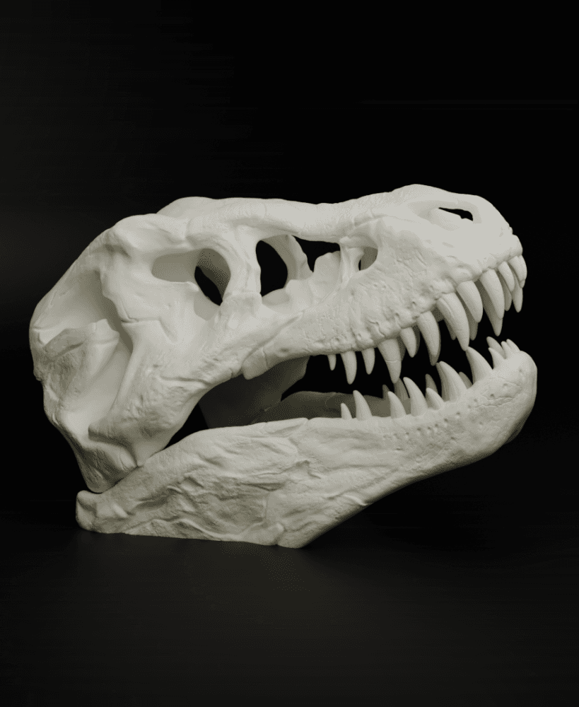 T-Rex Skull 3d model