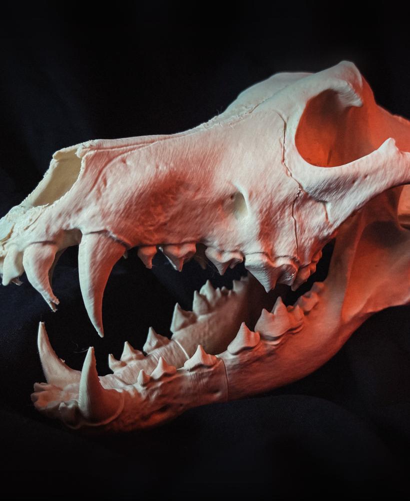 Wolf Skull (Canis Lupus) 3d model