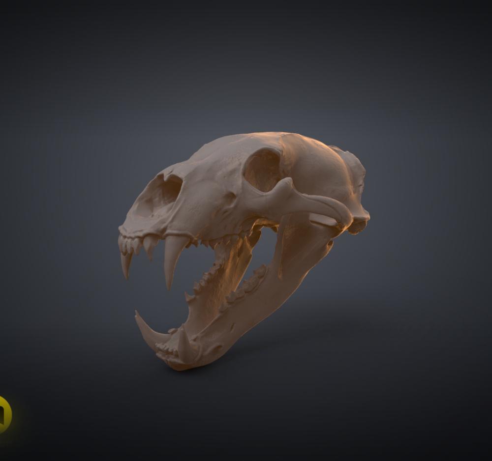 Polar Bear Skull (Ursus Maritimus) 3d model