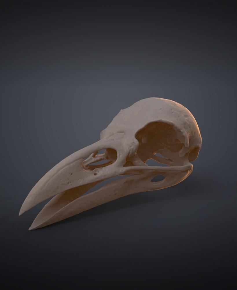 Rook Skull (Corvus Frugilegus) 3d model