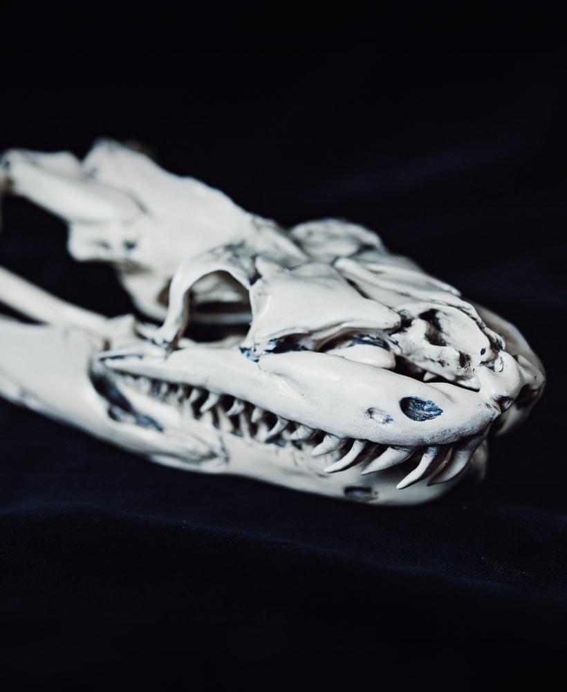 Python Snake Skull 3d model