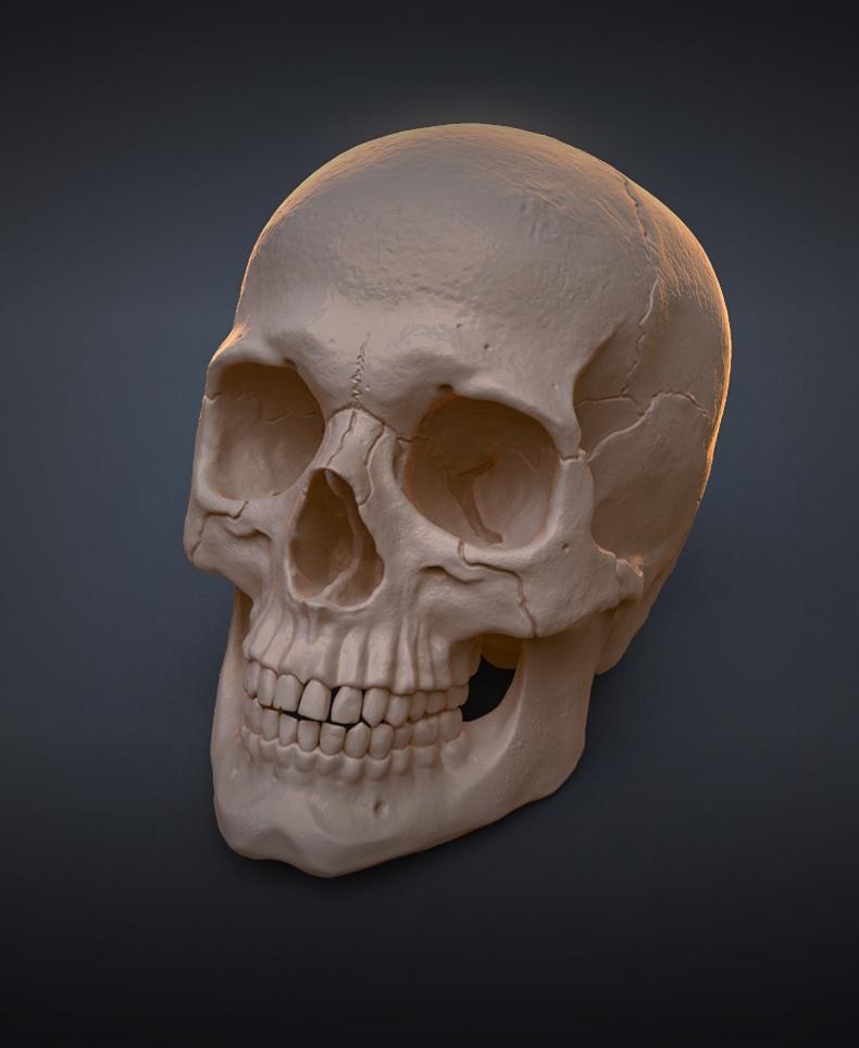 Anatomically Correct Human Skull (Homo Sapiens Sapiens) 3d model