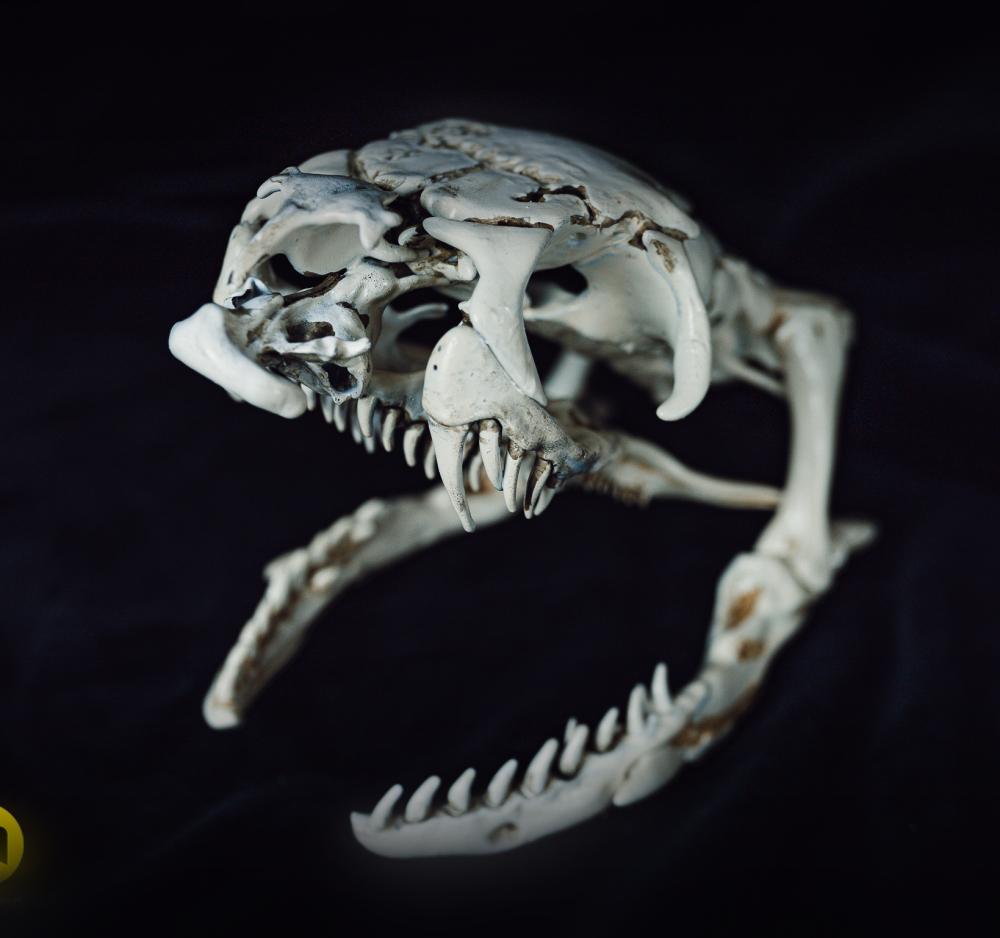 King Cobra Snake Skull Ophiophagus hannah 3d model