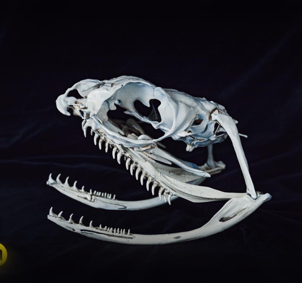 Boiga Snake Skull Dispholidus Typus 3d model