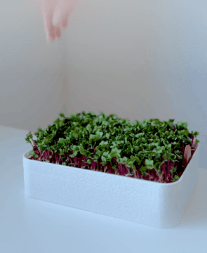 Microgreens hydroponic tray 3d model