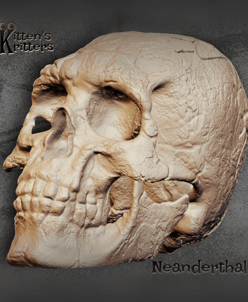 Realistic Neanderthal Skull Halloween Decor 3d model