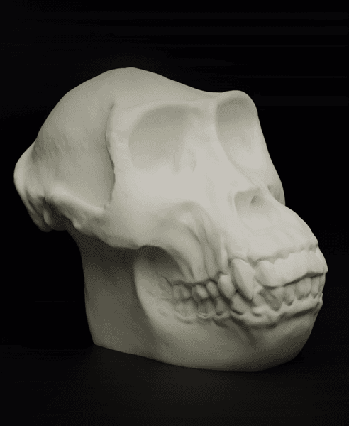 Gorilla Skull (MysticMesh3D) 3d model