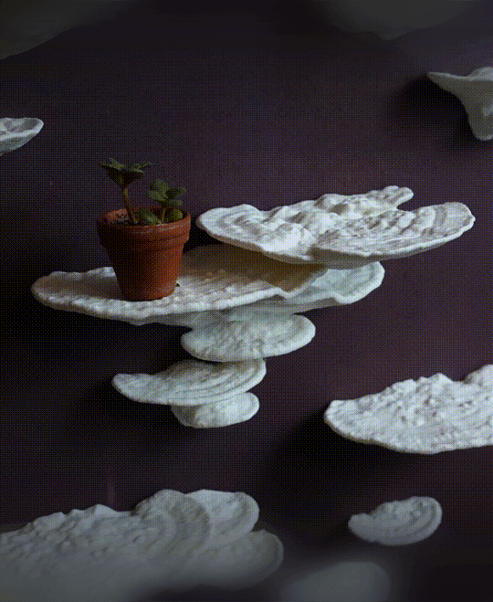 Mushroom shelf “Trametes Pubescens” 3d model